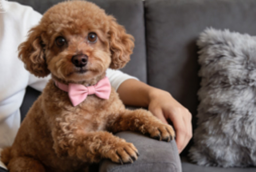 宠物托运需要提前多久预约？成都宠主必看